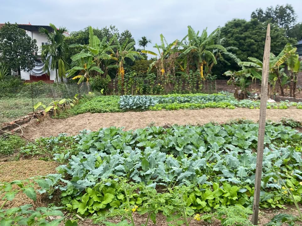 Đất nền Cổ Đô, Ba Vì 150m² giá 10 triệu/m² - Đầu tư sinh lời cao!