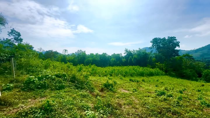 Lô đất Kim Bôi Hòa Bình 1350m² giá 1.35 tỷ - View đồi núi tuyệt đẹp!