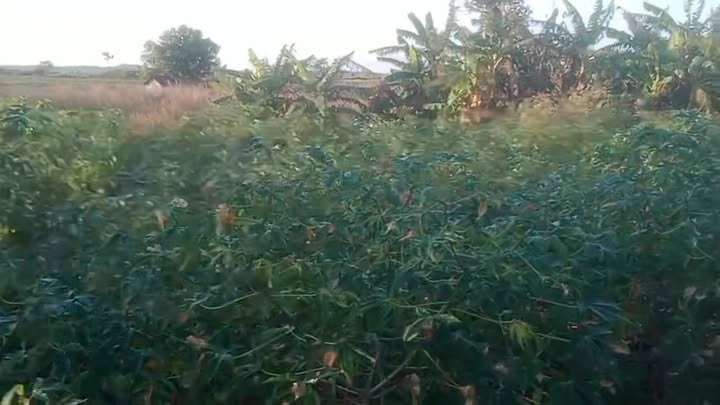 Đất nền Kon Chiêng 8000m² giá 350 triệu - Pháp lý rõ ràng, thích hợp đầu tư!