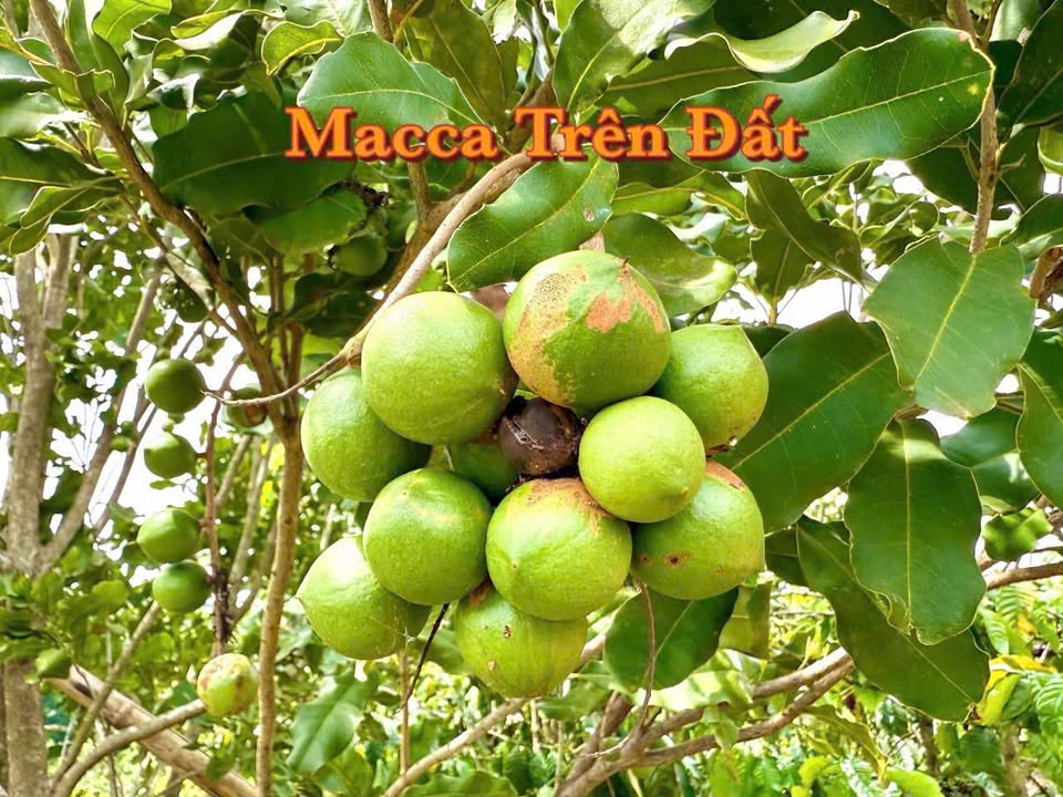 Đất nền Tam Giang, Krông Năng 350m² giá chỉ 139 triệu - Cơ hội đầu tư tuyệt vời!