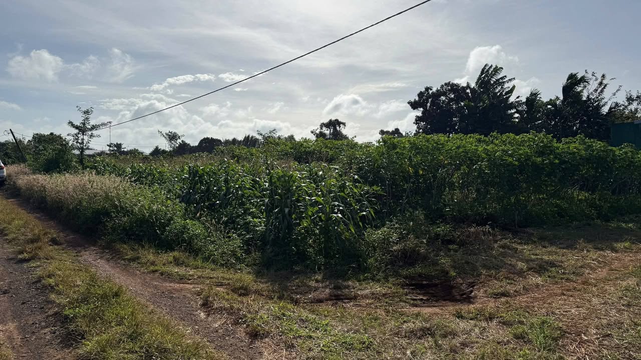 Đất thổ cư Cư Êbur 500m² giá 1.69 tỷ - Sổ hồng chính chủ, vị trí đắc địa!