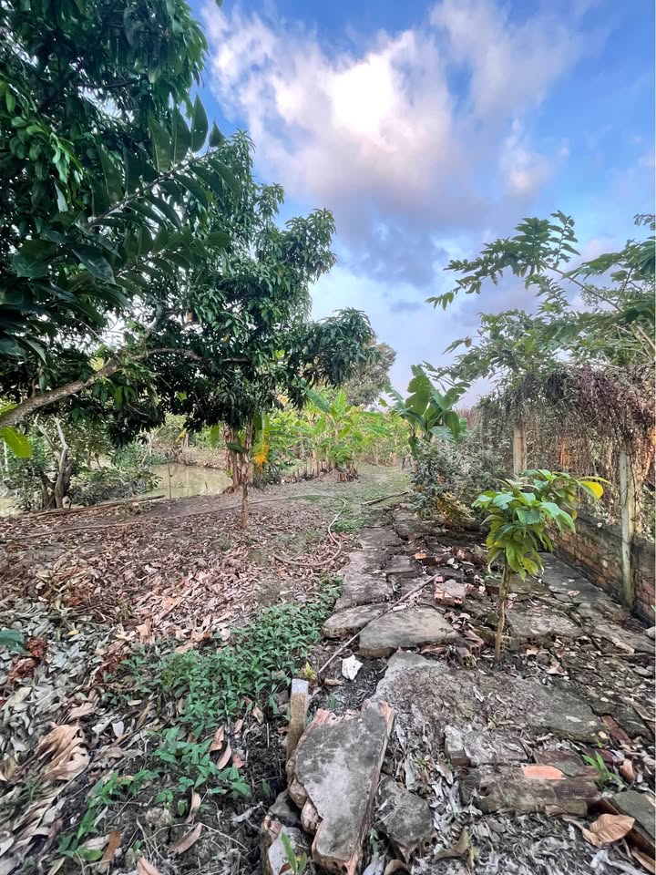 Đất vườn 4.391m² phường Mỹ Hoà, Long Xuyên - Giá chỉ 1 triệu/m² thương lượng!