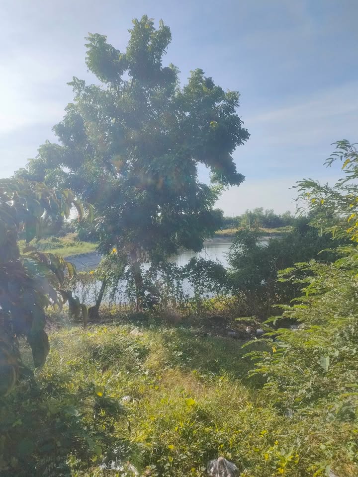 Nhà và đất Ông Tô Phước Thuận, Hồ Tràm 505.6m² giá 2.2 tỷ - Cơ hội đầu tư hấp dẫn!