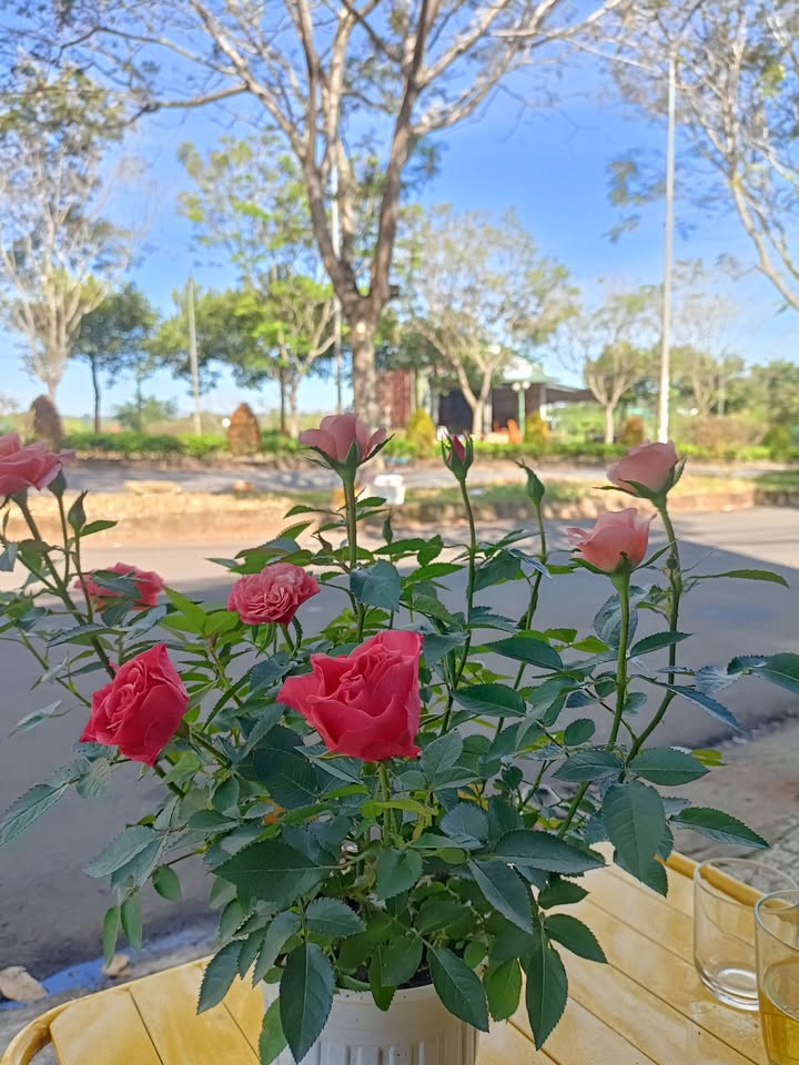 Đất tái định cư Lê Quý Đôn, Nghĩa Tân, Đắk Nông 237.5m² giá 2.6 tỷ - Bớt lộc cho người thiện chí!