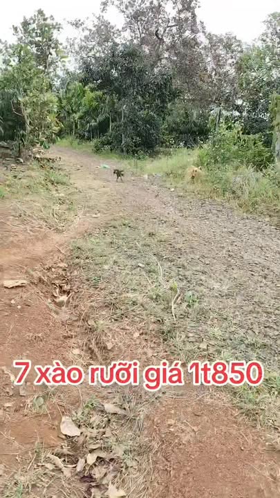 Đất nền Quảng Tín 7500m² giá 1.85 tỷ - Đường xá thuận tiện, gần chợ