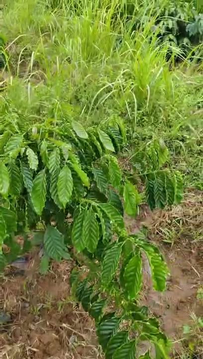 Rẫy 7.000m² thôn 6 Hòa Thành giá 1.2 tỷ - Chính chủ bán gấp!