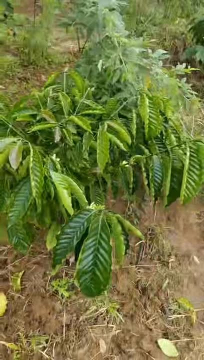 Rẫy 6500m² tại Krông Bông giá 1.2 tỷ - Đường ô tô vào tận nơi!