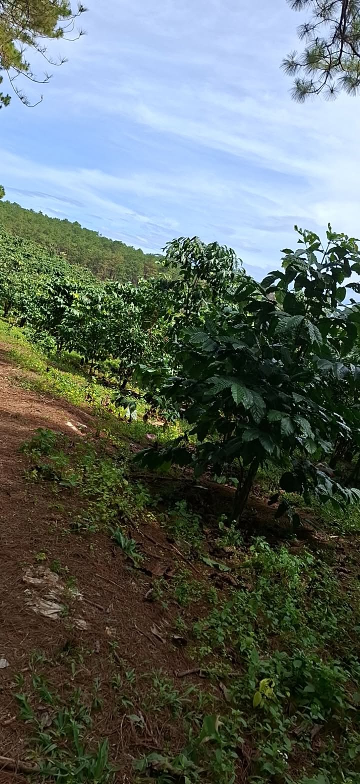 Đất nền Lộc Phú, Bảo Lâm 805m² giá 2.8 tỷ - Sổ đỏ chính chủ, thuận lợi đầu tư!