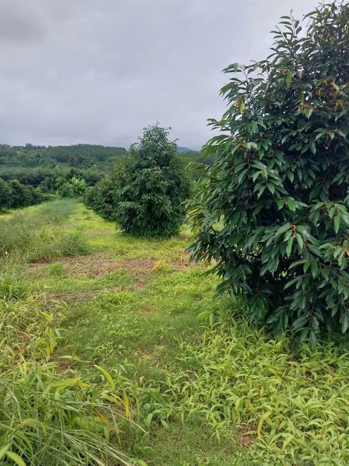 Farm 1,4ha tại Ea Ral, Đắk Lắk - Bán gấp, đất đỏ bazan màu mỡ!