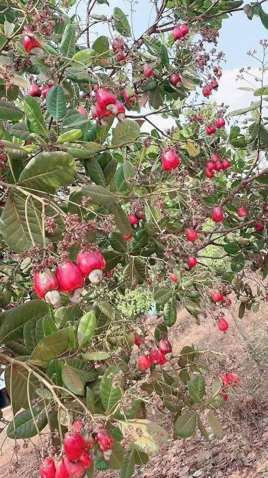 Đất nền Tân Lợi Hớn Quản 7200m² giá 300 triệu - Sổ đỏ chính chủ!