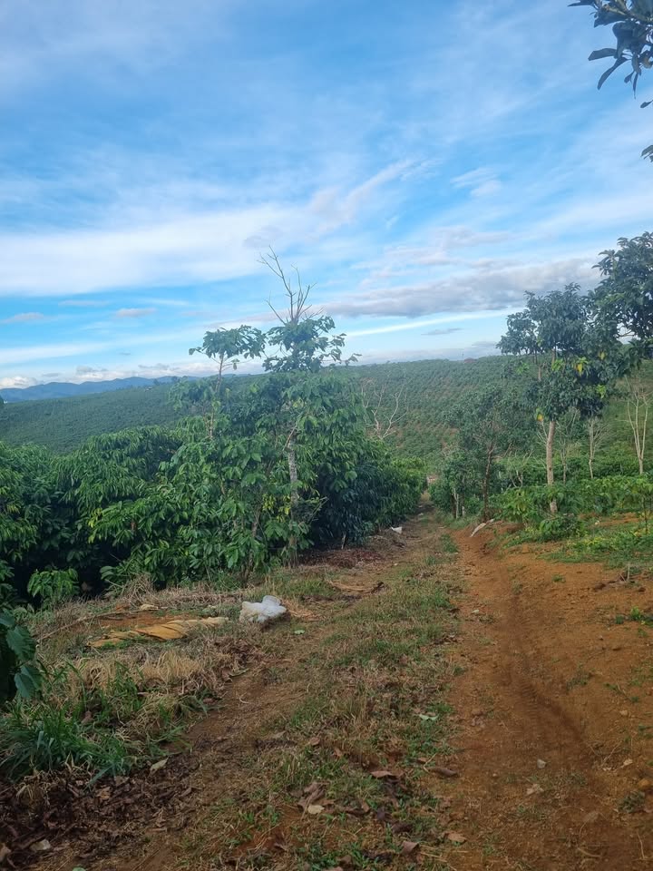 Đất nông nghiệp 3 mẫu 9 tại Đạ Tồn - Sổ đỏ chính chủ, giá 1.332 tỷ!