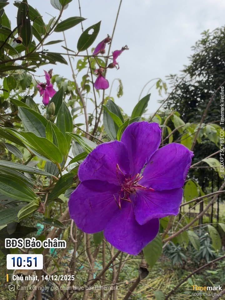 Đất nền Cẩm Lĩnh Ba Vì 100m² giá 699 triệu - Đường rộng ô tô đỗ cửa!