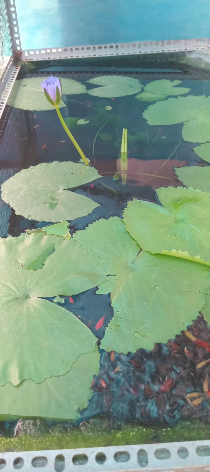 Nhà cho thuê Vĩnh Lộc B 40m² giá chỉ 3.2 triệu - Nhà trống, sẵn sàng vào ở!