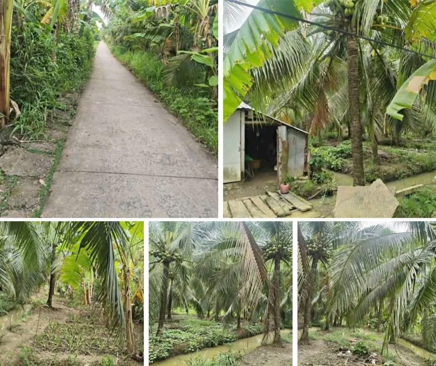 Đất vườn Lương Hòa Bến Tre 7300m² giá 3.285 tỷ - Đầu tư sinh lời lý tưởng!