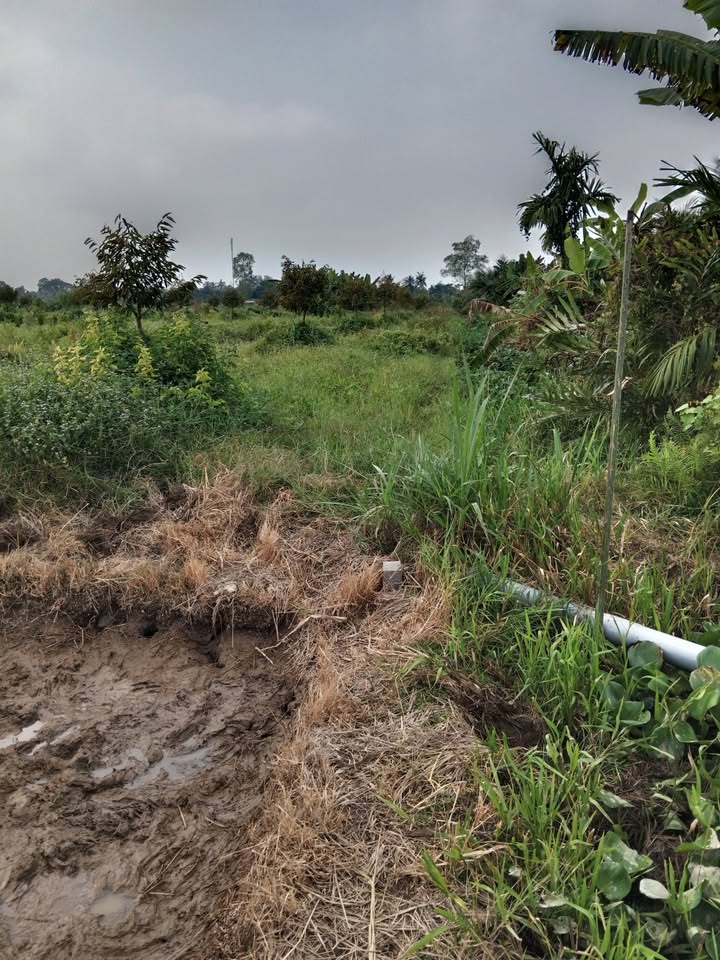 Đất nông nghiệp Nhơn Phú, Vĩnh Long 60000m² giá 840 triệu - Cơ hội đầu tư hấp dẫn!