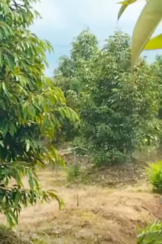 Đất nông nghiệp 11,5 công Mỹ Lợi B, Tiền Giang giá 8.05 tỷ - Mặt tiền 50m, gần chợ