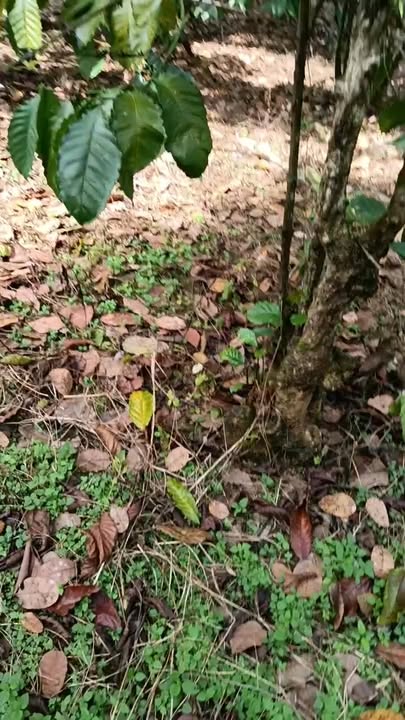 Đất nông nghiệp Thọ Sơn, Bù Đăng 7700m² giá 1.5 tỷ - Cơ hội đầu tư tuyệt vời!