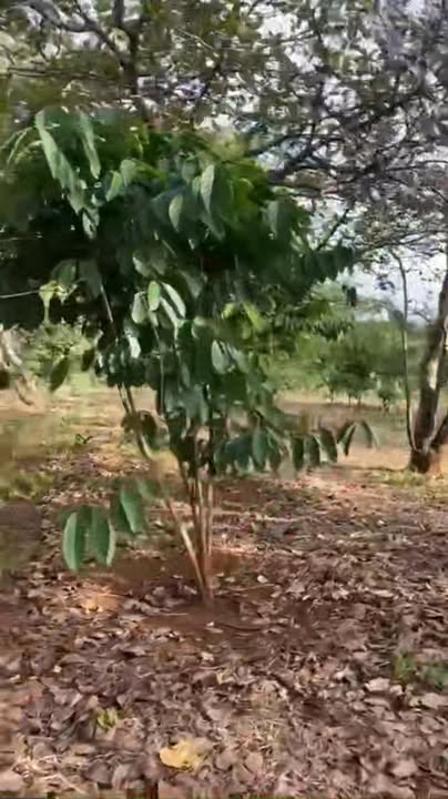 Đất nền 1ha3 tại xã Đồng Nai, Bình Phước - Giá chỉ 1 tỷ VND, đầu tư sinh lời ngay!