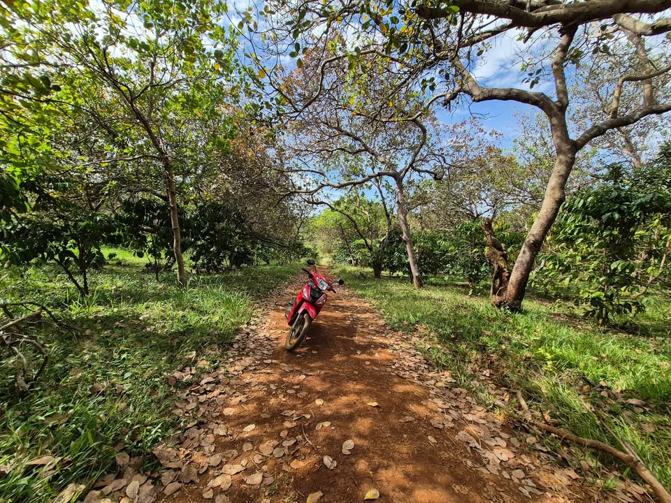 Farm 36.000m² tại Bù Đăng - Giá chỉ 900 triệu - Đất đẹp, tiện lợi!