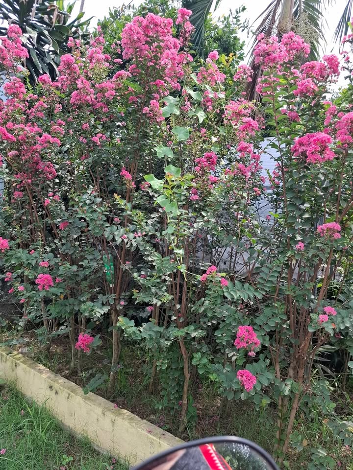 Đất nền Tân Triều, Vĩnh Cửu 880m² giá chỉ 3.65 tỷ - Đầu tư sinh lời ngay!