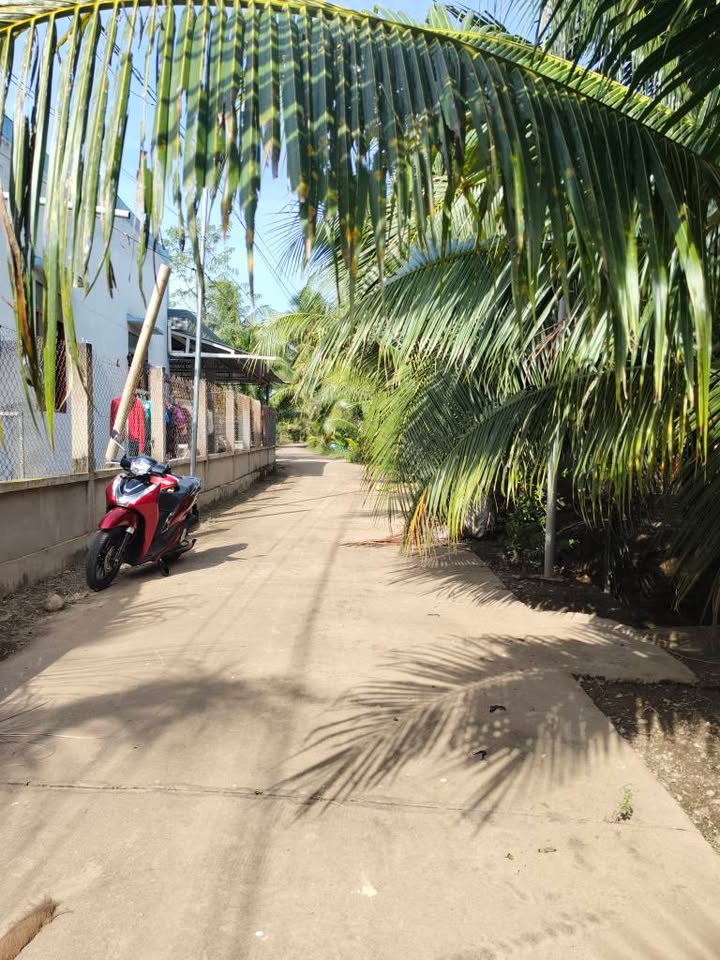 Đất vườn An Hóa Châu Thành Bến Tre 2036m² giá chỉ 900 triệu - Đầu tư sinh lời!