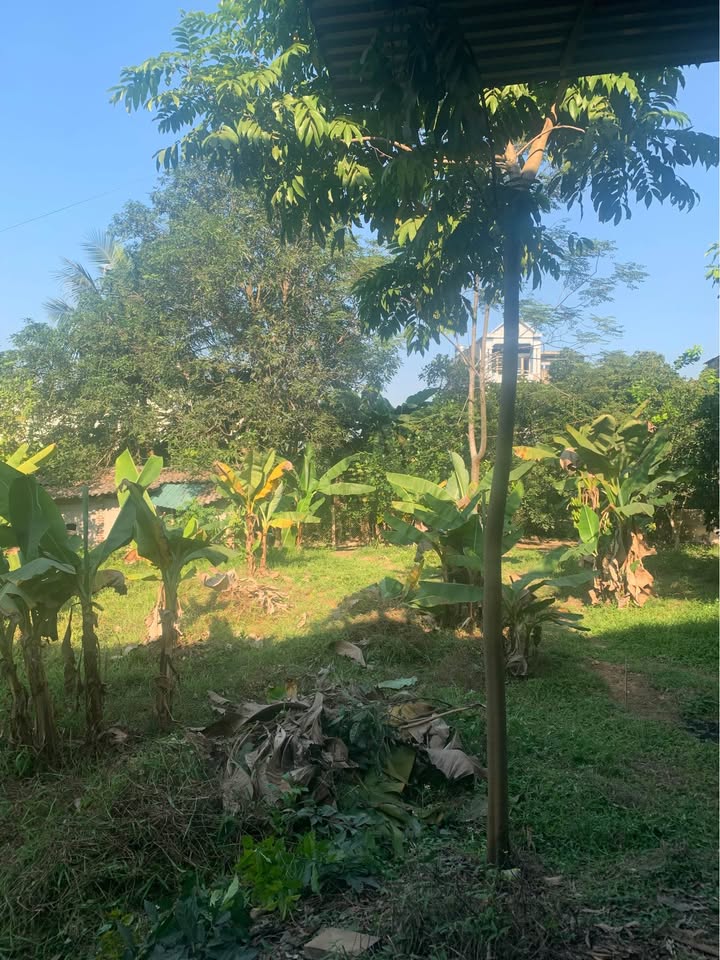 Đất thổ cư Ỷ La Tuyên Quang 101m² giá 1.1 tỷ - Vị trí cao ráo không ngập lụt!