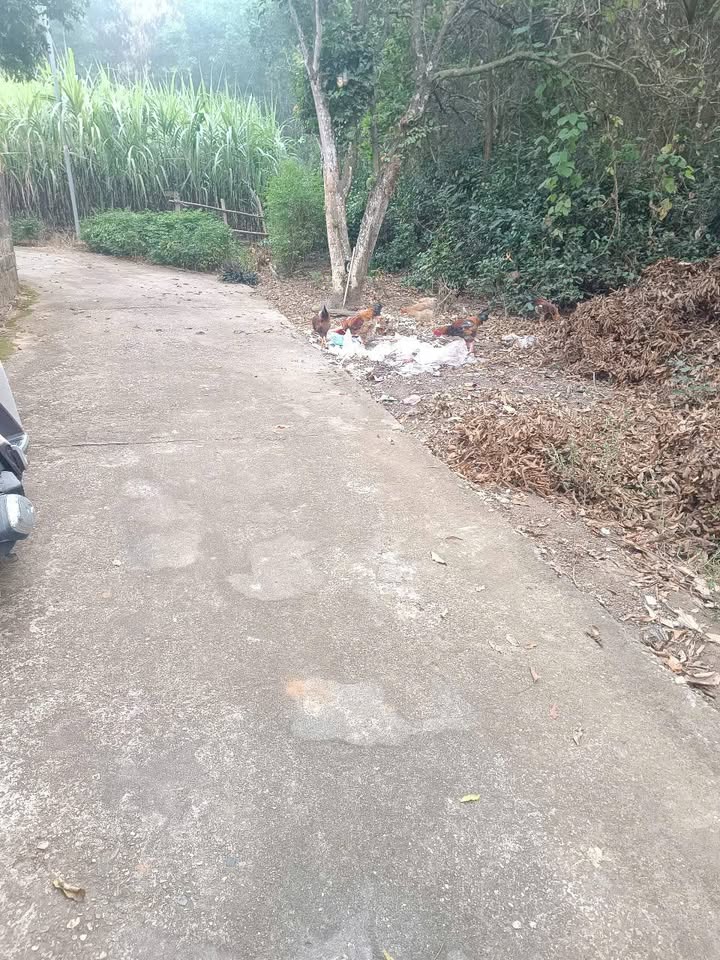 Đất lưỡng vượng An Tường 280m² giá 1 tỷ - Đầu tư sinh lời hấp dẫn!