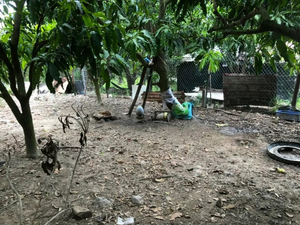 Đất vườn Xoài Diên Toàn 1491m² giá 1.5 tỷ - Sẵn sàng thu hoạch!