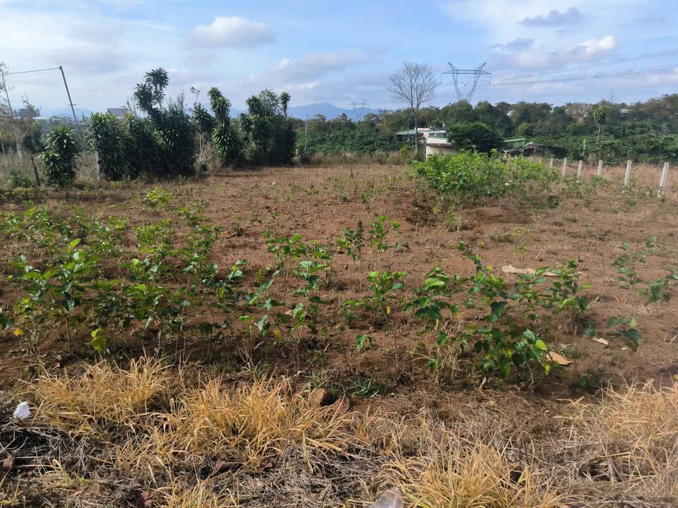 Đất mặt tiền Nguyễn Trãi, Bảo Lộc 1000m² giá 6 tỷ - Cơ hội đầu tư hấp dẫn!