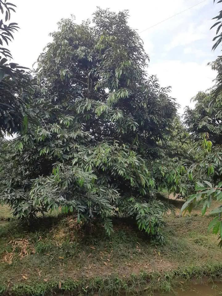 Đất vườn Sầu Riêng 4.200m² tại Hòa Điền, Cái Bè - Giá chỉ 760 triệu!