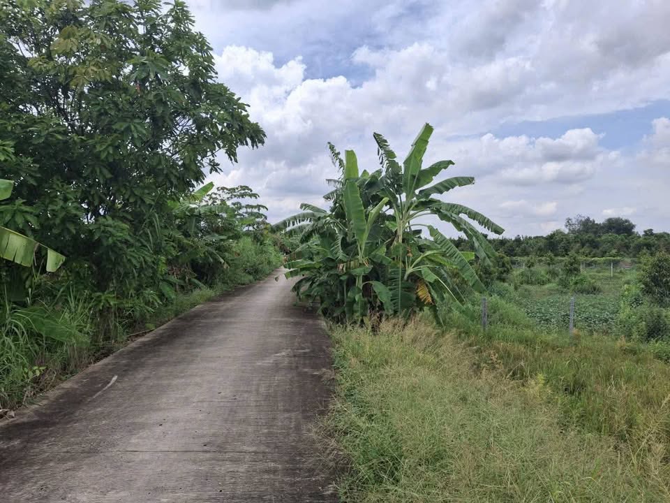 Đất Lúa 9.000m² Tại Tân Bình, Cai Lậy - Giá Chỉ 370 Triệu - Cơ Hội Đầu Tư Hấp Dẫn!