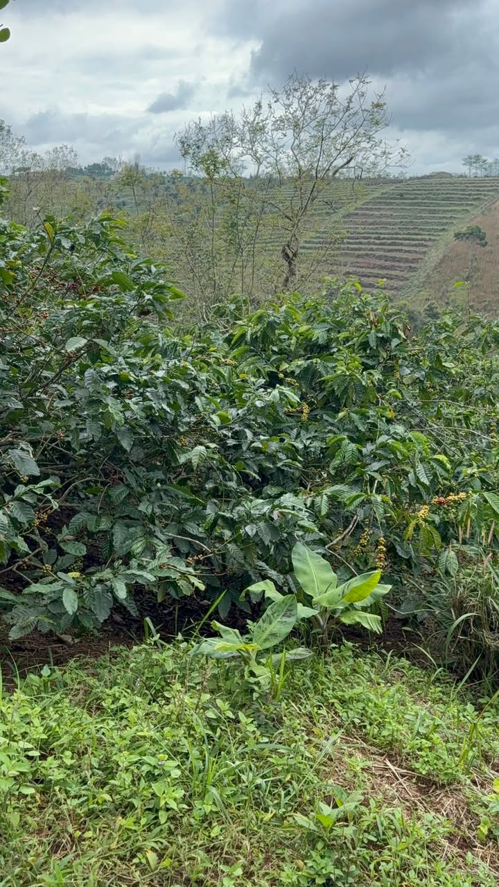 Đất nền Cư Né Krông Búk 80.000m² giá 1.2 tỷ - Cơ hội đầu tư hấp dẫn!