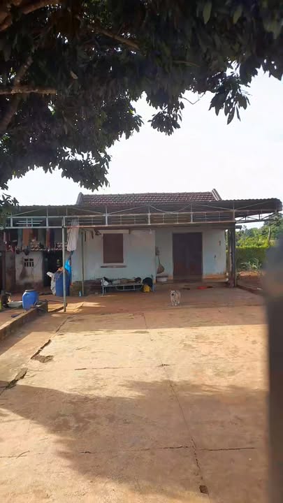 Đất ở mặt tiền QL25, Chư Sê, 690m² giá 1.55 tỷ - Cơ hội đầu tư hấp dẫn!