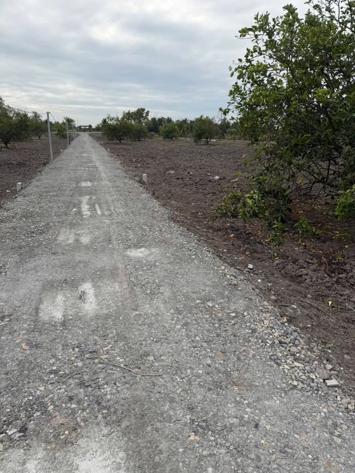 Đất vườn Bình Đức Bến Lức 500m² giá 299 triệu - Cơ hội đầu tư hấp dẫn!