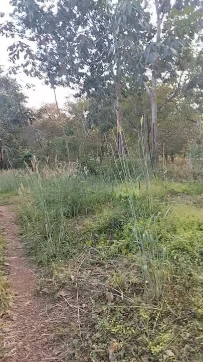 Đất cao su 3.7ha mặt tiền đường Đức Liễu - Cơ hội đầu tư hiếm có!