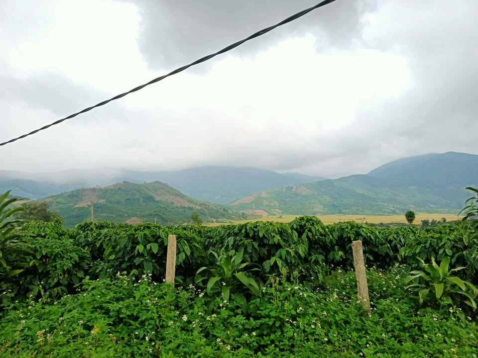 Đất nền Đinh Lạc, Di Linh 1.7ha giá 1.5 tỷ - Sổ đỏ chính chủ, ô tô vào tận nơi!