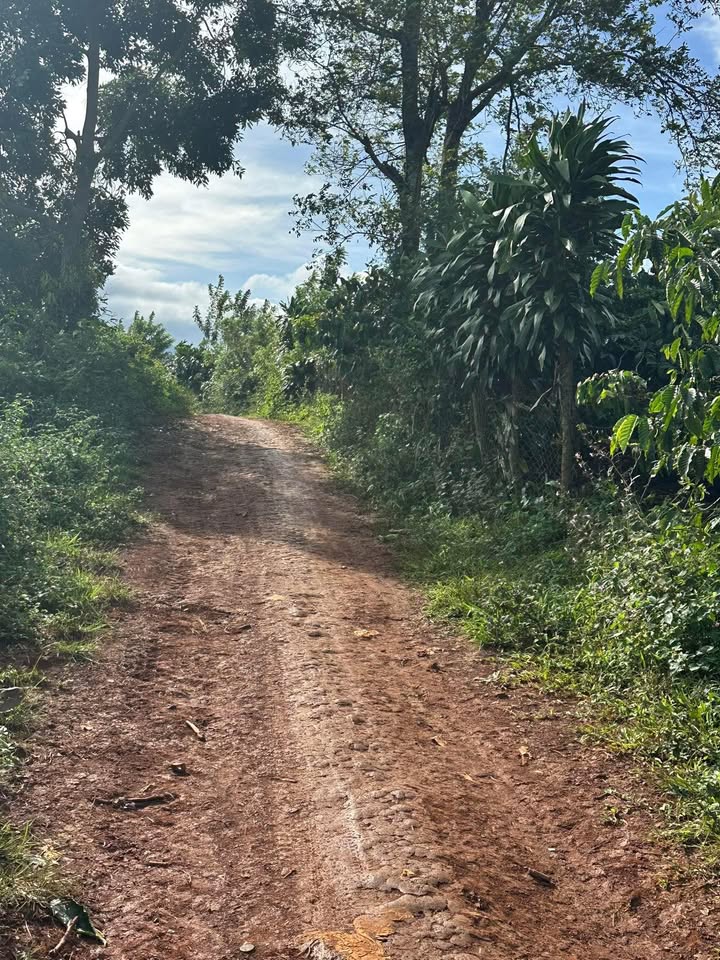 Đất nền Đinh Lạc, Di Linh 6120m² giá 950 triệu - Cơ hội đầu tư hấp dẫn!