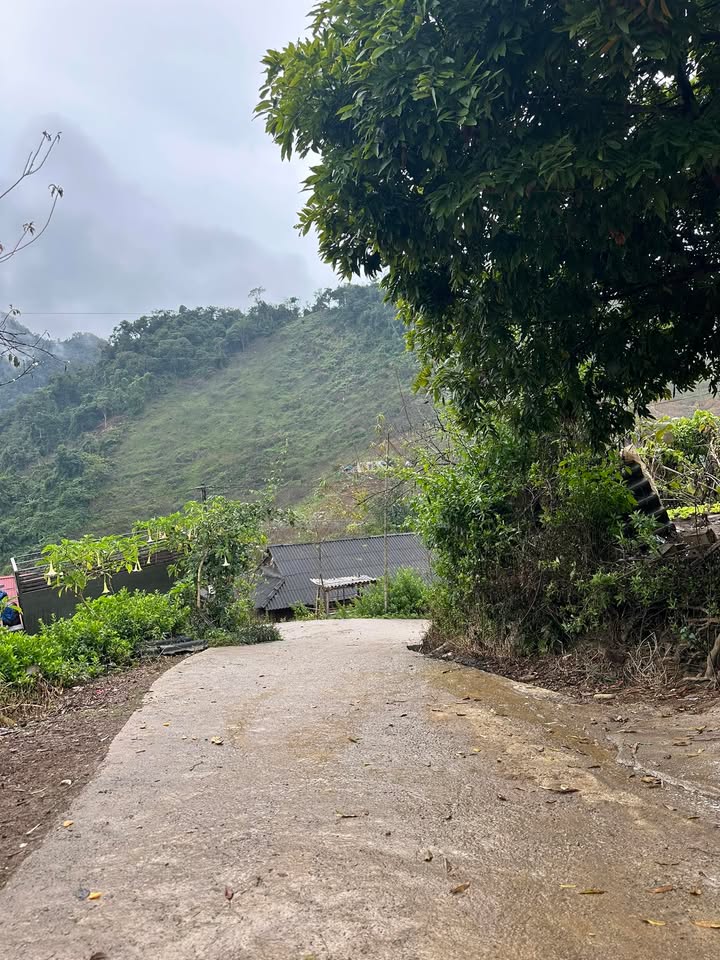 Đất nền phường Vân Sơn Mộc Châu 1000m² - View đồi chè tuyệt đẹp!