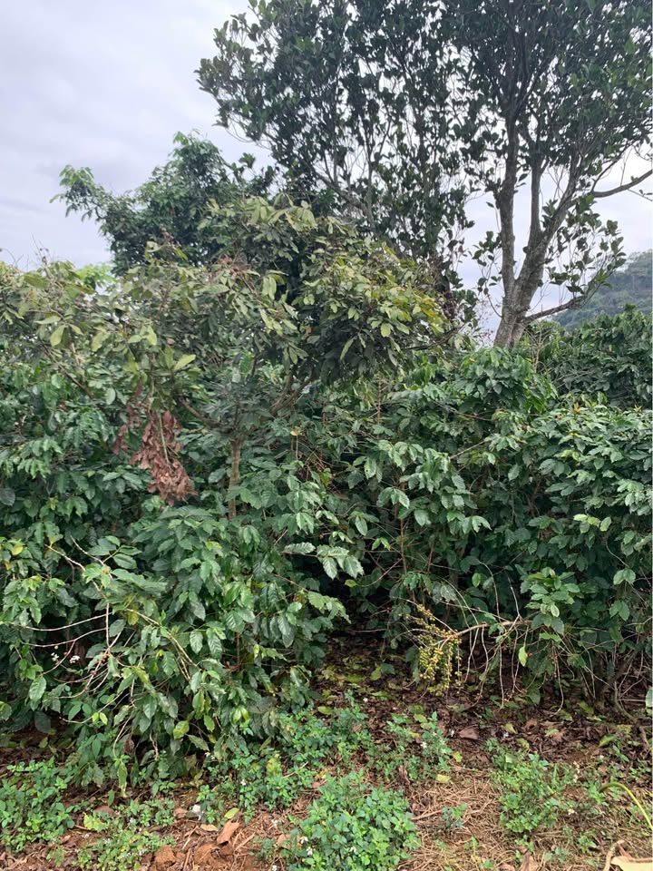 Đất vườn 4.500m² Chiềng Ban, Sơn La - Sẵn sàng thu hoạch cà phê!