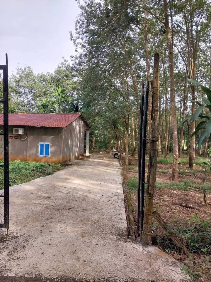 Đất Farm 1ha Lộc Thuận - Giá 4 tỷ, Đầy Đủ Tiện Nghi!