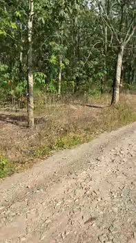 Đất sản xuất tại Trừ Văn Thố, Bàu Bàng, Bình Dương 28.205m² - Pháp lý rõ ràng, sẵn sàng giao dịch!