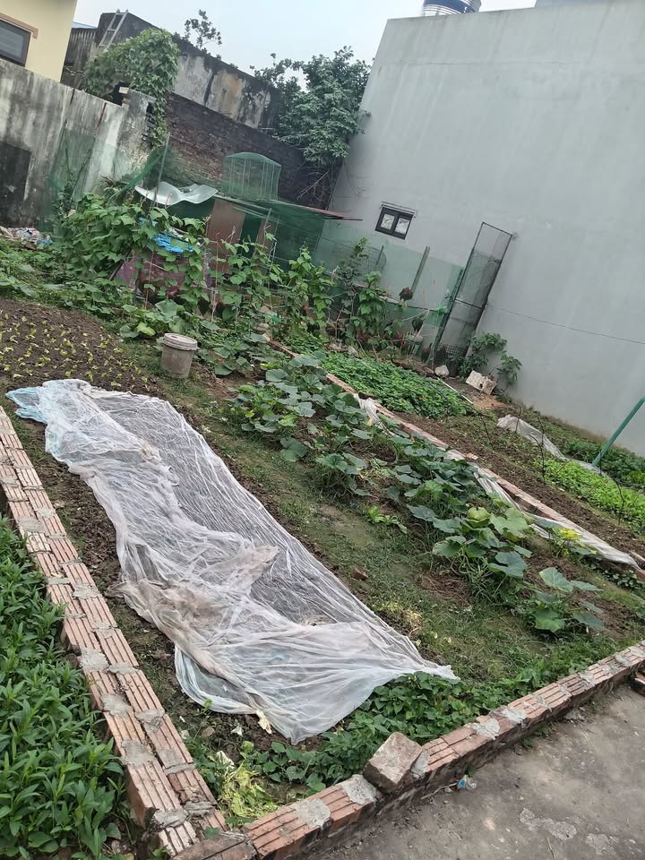 Đất nền Kim Chung Đông Anh 50m² giá 3 tỷ - Đỗ ô tô cửa