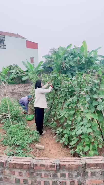 Đất nền Tân Minh, Sóc Sơn 63.5m² giá 2 tỷ - Đường ô tô vào tận nơi!