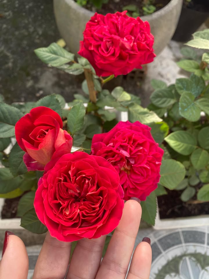 Bán FrontHouse mặt tiền đường Bùi Ngọc Thu, Dĩ An, 84m² giá chỉ 3.1 tỷ - Cơ hội đầu tư tuyệt vời!