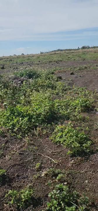 Đất nền 5,8ha tại Chư Sê, Gia Lai - Sổ đỏ chính chủ, giá thỏa thuận!