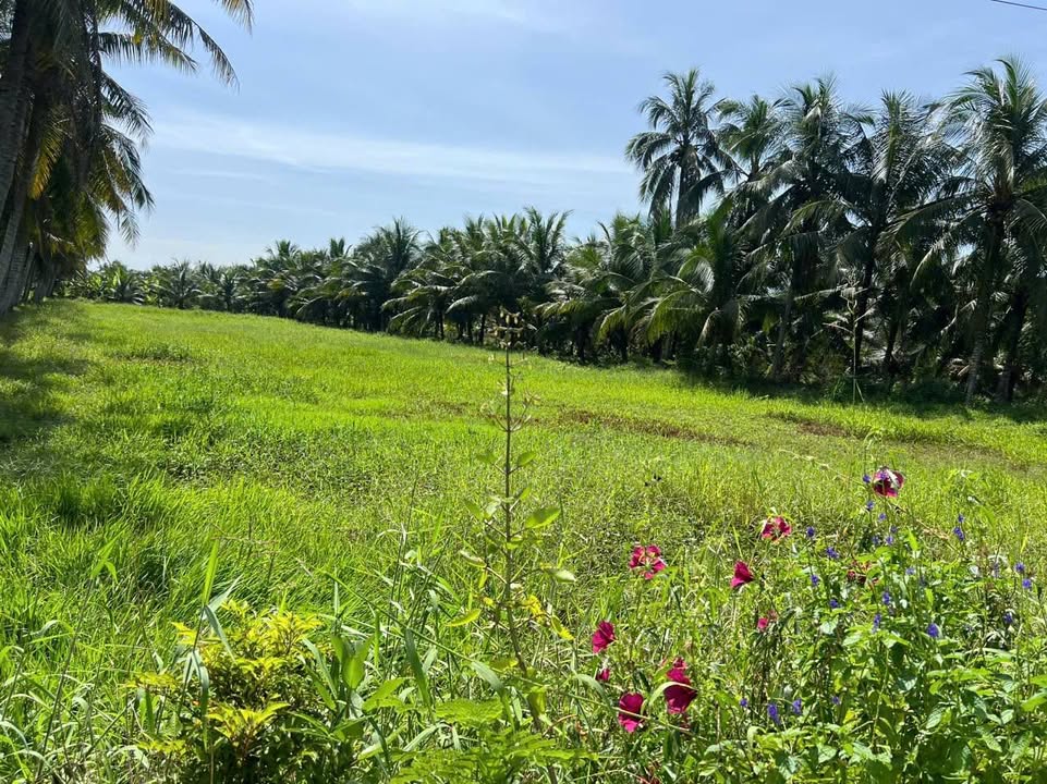 Đất lúa 3600m² mặt tiền đường nhựa 3,5m - Pháp lý rõ ràng, giá thỏa thuận!