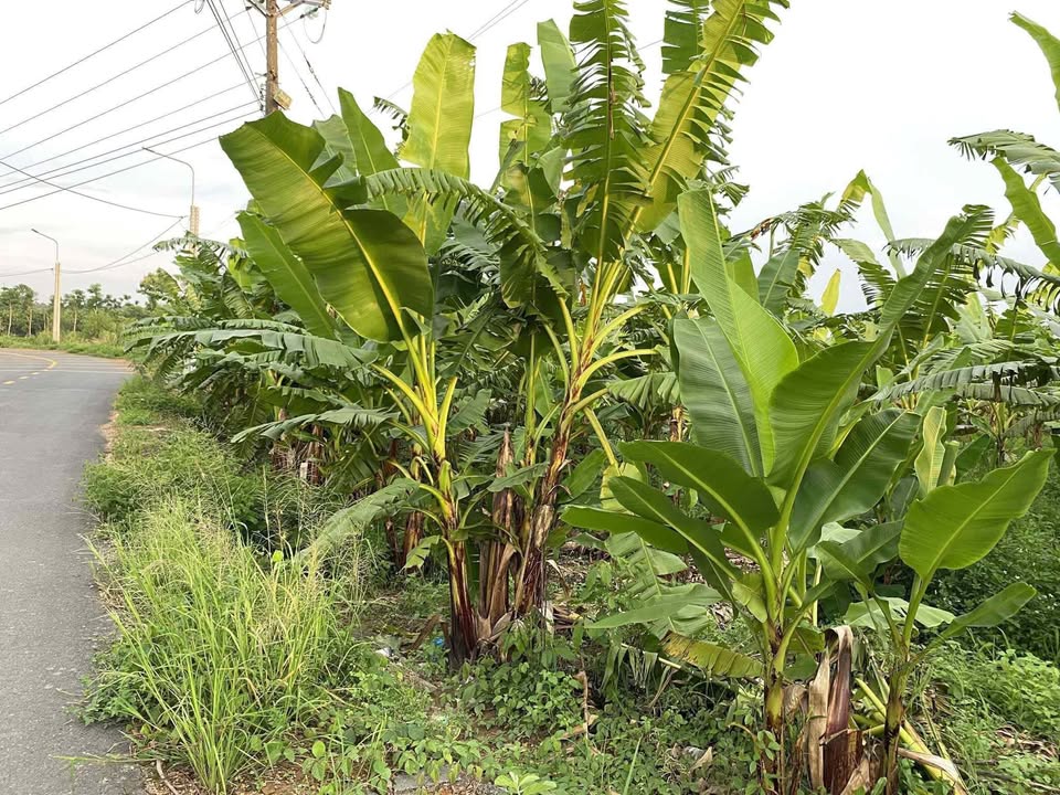 Đất nền Phú Thịnh Tân Phú 27.000m² giá 1.68 tỷ - Cơ hội đầu tư tuyệt vời!