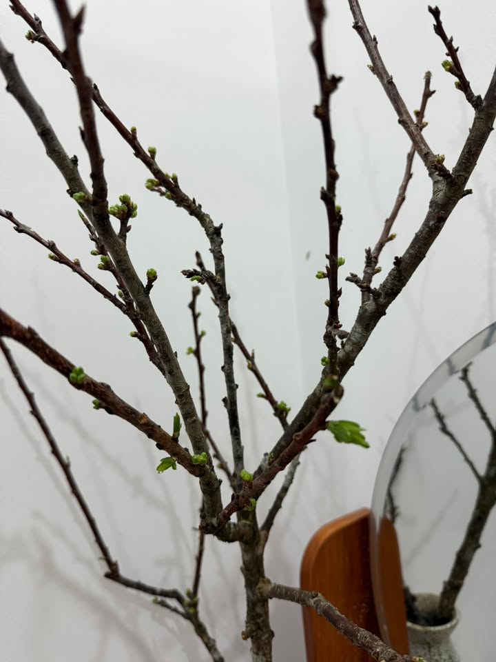 Đất thổ cư đường Nguyễn Tất Thành, phường Thiện An, 395m² - Giá chỉ 2.499 tỷ!