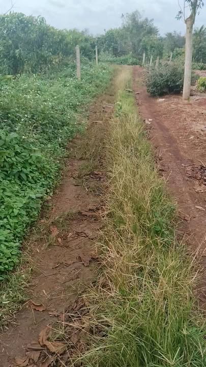 Đất nền 500m² phường Thống Nhất, Buôn Hồ - Giá tốt chỉ 189 triệu!