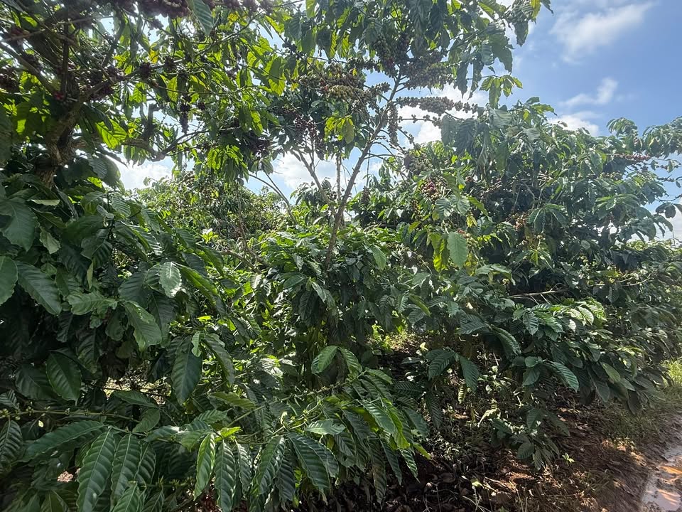 Đất nền 2880m² tại Phú Hội, Đức Trọng giá 1 tỷ - Đầu tư sinh lời ngay!